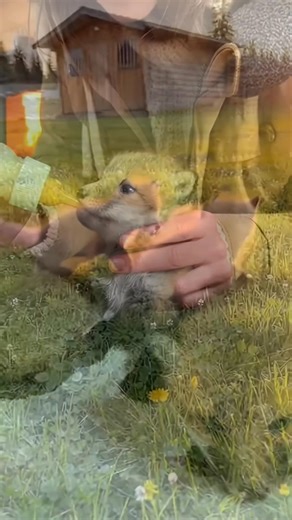21M views · 725K reactions | “Red Fox Rescue 力 Trapped Cubs Saved | POV Wildlife Rescue #AnimalRescue #Fox #Wildlife #rescuestory | Humanity for Animals | Facebook