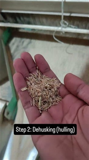 How things are made- paddy to rice #paddy #rice #agriculture #farming #brownrice #howthingsaremade