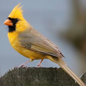 1.8M views · 6.6K reactions | Seeing this incredible bird in your back yard would be a rare sight! | al.com | Facebook