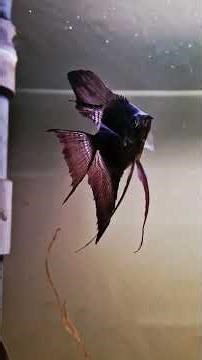 Heel veel aquariumvissen en ander leuk gespuis voor je zoetwateraquarium!