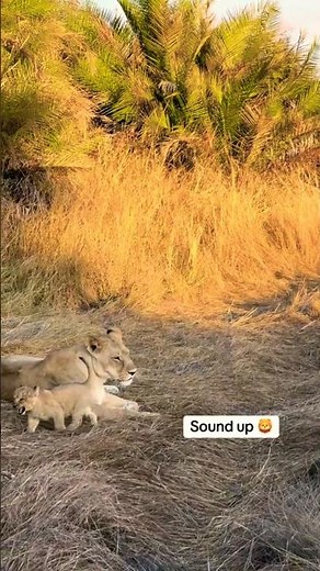 Lion Cub Roaring with Lioness 🦁❤️