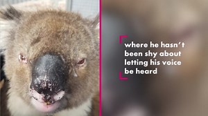 Koala \"roar\" sounds more rude than you'd think