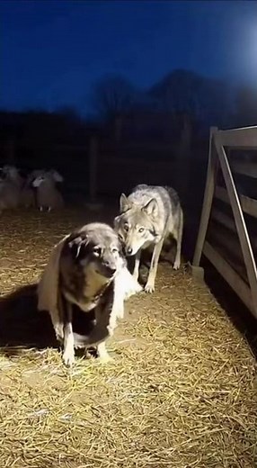 A Wolf Approaches a Sleeping Sheep — Then Everything Changes🤣#shepherd #wolf #funny