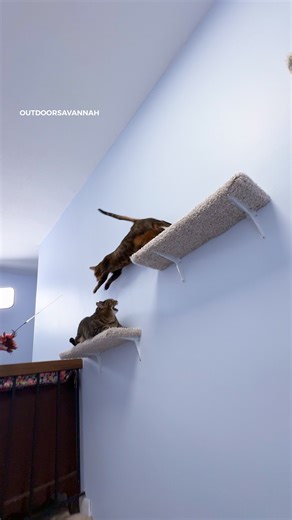 Did you know I have an older cat? Nala is my 12 year tabby cat I rescued while in college. She does not like Raja but will be amicable with her, often sleeping nearby on the bed. Nala doesn't appear in many videos because she isn't very camera friendly and definitely finds Raja's antics a bit much! She was feral at 6 months when I found her and upon bringing home, she notably hid underneath the bathtub for the first month. It took a long time for her to adjust! Nala loves to spend time outside s