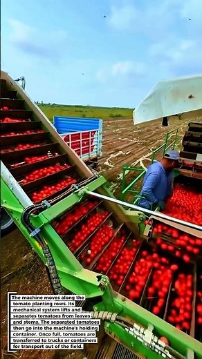 EPIC! Automatic Tomato Harvester That Makes Harvesting Way Faster