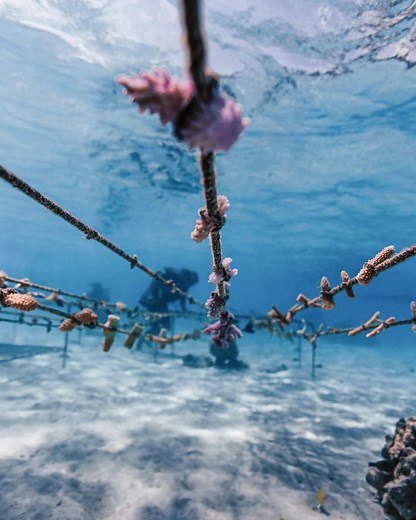 Together, We Can Plant 1 MILLION CORALS! 🖤 👉 Be a Part of This Historic Effort, adopt a coral, today! | Coral Gardeners