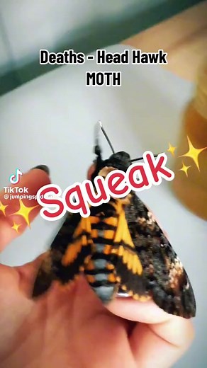 4.4K views · 127 reactions | Repost from jumpingspiderlife 曆...