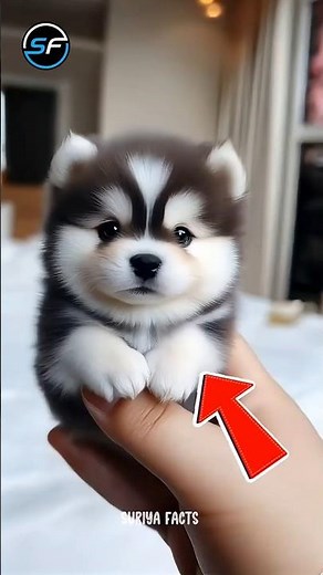 😱 The World’s Smallest and Cutest Animals!