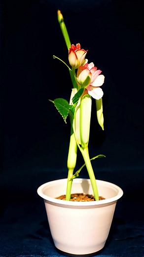 Enchanting Spring Flower Dance