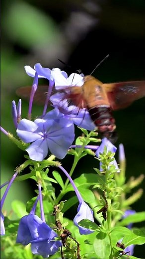 Hummingbird Nope—It’s a Moth!