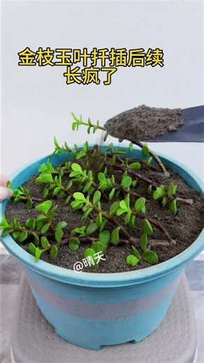 Follow-up on cutting propagation of Golden Branch and Jade Leaf! Easy to survive in soil