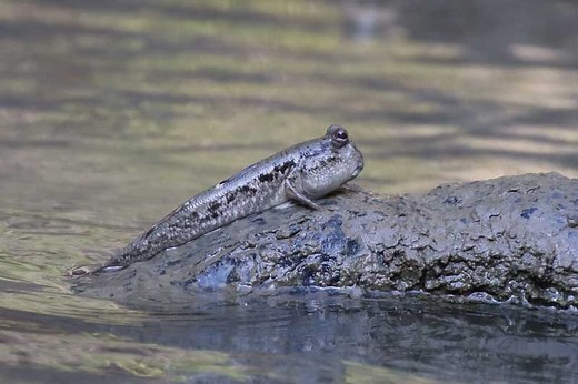 7 Different Fish That Walk On Land (With Pictures) - Wildlife Informer
