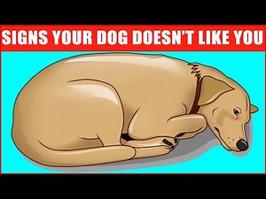 14 Signs Your Dog Doesn’t Love You (Even if You Think They Do)