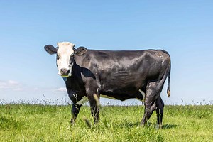 The Top 16 Most Expensive Types of Cows in 2024