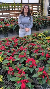 Come and check out our Carbone Grown Poinsettias in Red, White, Lemon Glow, Glitter, Bi-Color and Winter Rose #poinsettia #poinsettias #floralwholesale #plants #flower #bloom #floralhardgoods #flowers #floral #florist #rjcarbonefloraldistributors #christmasflowers | R.J. Carbone Floral Distributors