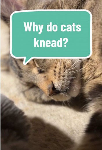 Understanding Why Cats Knead: A Behavior Explained