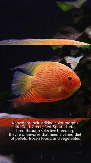 The Severum Cichlid (Heros efasciatus) | Amazing Aquatics #shorts