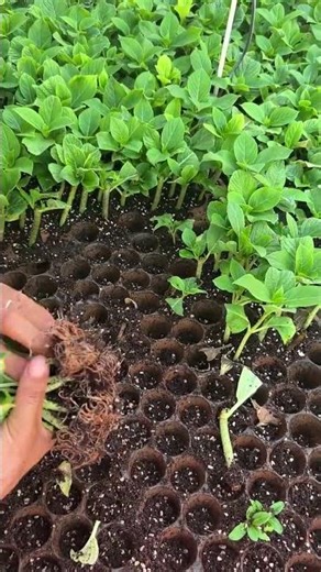 Sun Temple Double Hydrangea Plug Seedlings 🌸 | Full Bloom Garden Beauty#SunTempleHydrangea