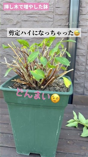 紫陽花の剪定とフィンガーライムの様子 #紫陽花 #フィンガーライム #家庭菜園 #シニアライフ