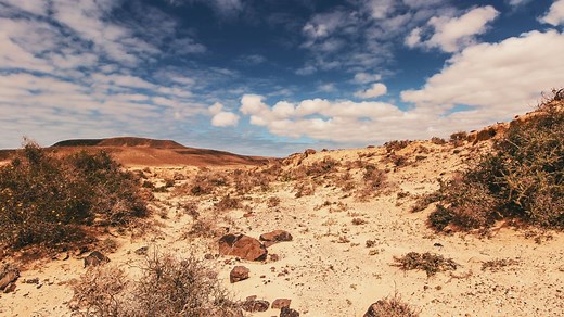 Finding Food in a Desert: Hunt, Forage, and Survive | TruePrepper