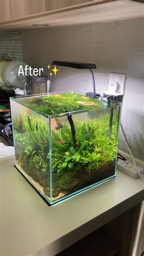 AquaNano By Plantaelover | Maintenance day at customer’s house 🧽🌱🫧🐟 •Cleaning •Scrubing •Trimming •Water Change •Touch up Tank size: 30x30x30 #aquascaping... | Instagram