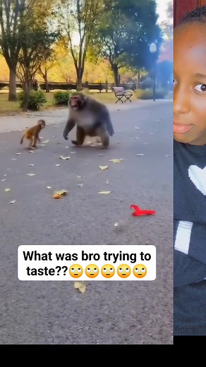 579K views · 6.1K reactions | What was bro trying to taste?? #TasteTheDifference #baboon #baboonmonkey #fypchallenge #fypviralシ #trendingreel | Felista Di Superstar | Facebook