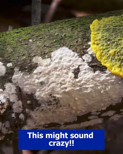 I'm Sarah Coleman, a working mother of two lively toddlers. 👩‍👧‍👦 Balancing work and family left me cherishing those solo trips to Walmart. 🛒 Those aisles were my small escapades. 🏃‍♀️ But, things changed when my a.l.l.e.r.g.i.e.s to dust mites, mold, and bed bugs intensified. 🤧 My sanctuary turned into a sneezing fest and an itch battle. 😖 One lazy Sunday, while comparing air purifiers in Walmart, I remembered a chat about the UVO Lamps with a friend at a recent brunch. ☕ Curiosity pique