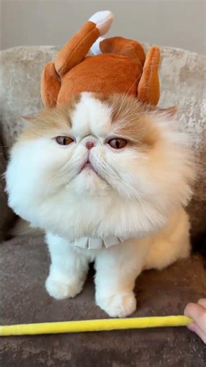 Today's Roast Chicken Delight! 🍗😸 | Garfield's Cat Adventure