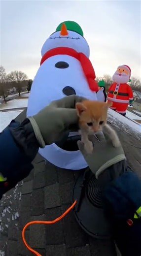 Why Was A Kitten Trapped Inside The Electric Fan Motor Of A Giant Inflatable Christmas Snowman?