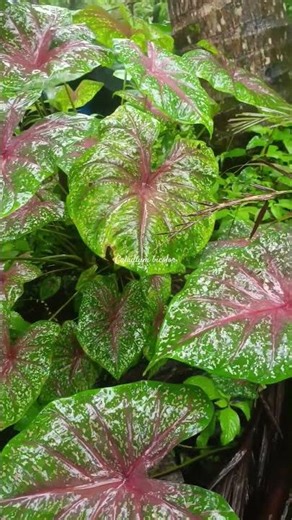 #Caladium bicolor@ is a tropical plant with colorful, heart-shaped leaves.