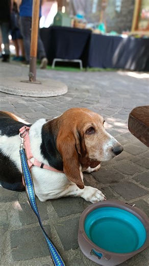 With tails wagging and birds squawking we welcome the Rescue Expo to the Bryanston Market. What a wonderful day from doggy tricks to doggy dancing all the fur babies had a blast! #rescueexpo2023 #bryanstonmarket #ilovebryanston #petfriendlymarket #supportourrescues🙏 #jozievents #joburginyourpocket #rescuecollective | Bryanston Market