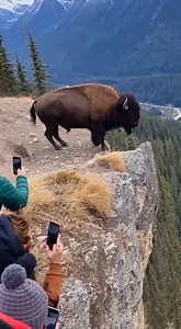 A jaw‑dropping wildlife encounter was captured when a bison chased a bear off a cliff. The footage shows the bison charging with full force, cornering the bear until it plunged over the edge. Witnesses can be heard shouting in shock, some filming the rare and brutal clash of nature. The clip spread rapidly online, sparking debates about survival instincts, territorial aggression, and the raw unpredictability of wildlife. *This is generated by AI for entertainment purposes.* #BisonVsBear #Wildlif