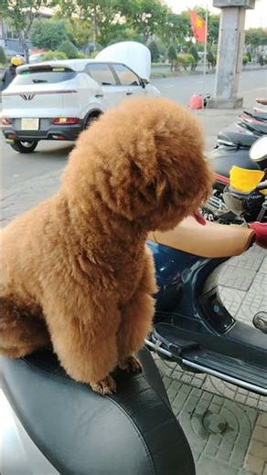 Presento a mi cachorro, un canino de pelaje rizado y tonalidad rojiza. 🐶