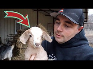 Baby Goats Are Here! Birth Caught on VIDEO!