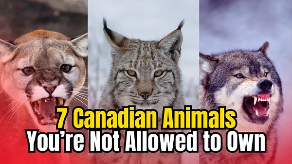 7 Canadian Animals You’re Not Allowed to Own
