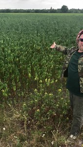 A Sunday Stroll in Holland.... | King Shiloh Sound System