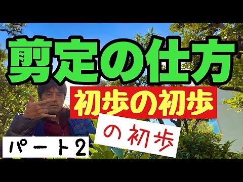 分かりやすさ1番【剪定の仕方】最低限の庭木剪定のやり方を初心者向けで植木屋が解説。知識編