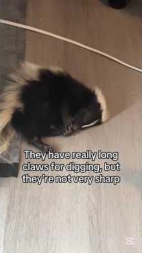 Pet Skunks Are Worth It (If You’re Ready) 🦨✨