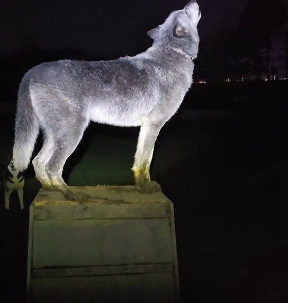 My night with howling wolves in the backyard