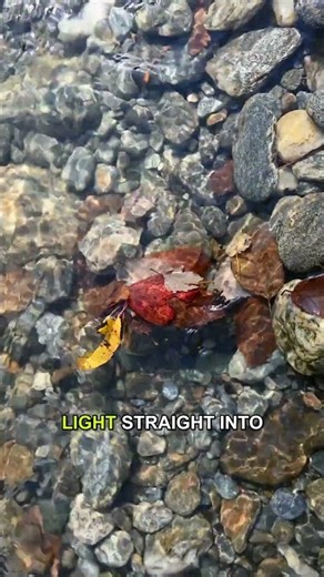 Why Do Wet Pebbles Look Darker and Shinier Than Dry Ones?