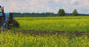 Slow motion Tractor, Plowing Field. Tillage. Agricultural land. Farm. Agriculture. Preparing the Soil for sowing. Work Plow Machine Equipment. Harvesting Season. Yellow Canola Field.