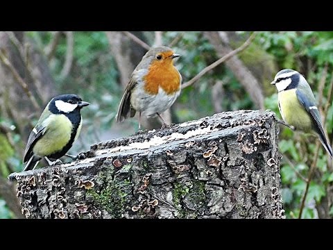 Birds Chirping and Singing in The Forest - Bird Song & Nature Sounds