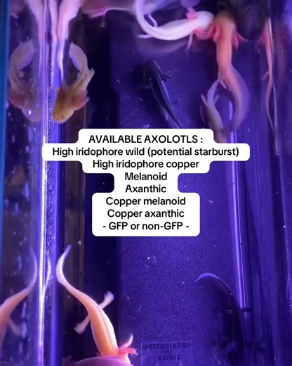 AVAILABLE AXOLOTLS : High iridophore wild (potential starburst) High iridophore copper Melanoid Axanthic Copper melanoid Copper axanthic - GFP or non-GFP -