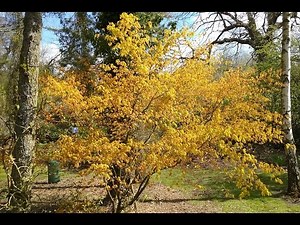 Acer palmatum 'Katsura' (Japanese Maple)