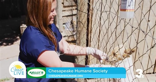Love animals? Consider these volunteer opportunities from Chesapeake Humane Society on Coast Live