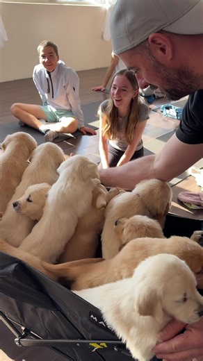 Golden Retriever puppy joy! Everytime they come to class these little furballs cause such a frenzy. They bring joy and happiness to our classes every single time. Grateful! Muskoka Puppy Yoga is medicine for the soul.