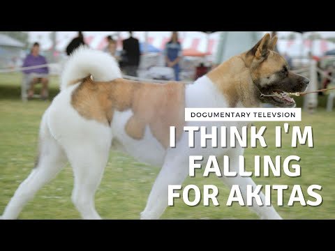 The Unforgettable Joy of Akita Love