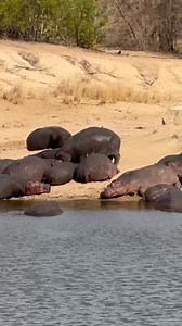 Large_pod_of_Hippos_sunning_themselves | Animals voice | Facebook