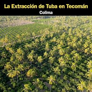 La tuba es una bebida tradicional de Colima, México, que se extrae de la savia de la palma de coco. El proceso de extracción se realiza por tuberos, quienes cortan el cogollo de la palmera para obtener el néctar. #JorgeDeLeon #mexico #Tecoman #tuba #Colima | Jorge De León