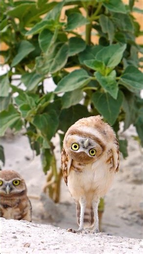 Curious Little Owl Moments